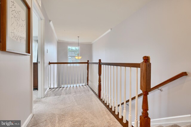 hallway with carpet and crown molding