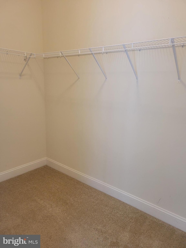 spacious closet featuring carpet floors