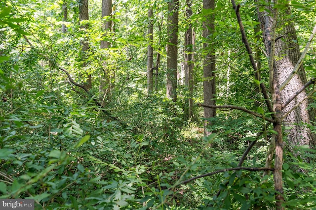 view of local wilderness