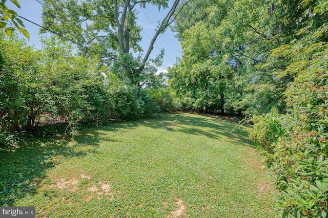 view of green lawn