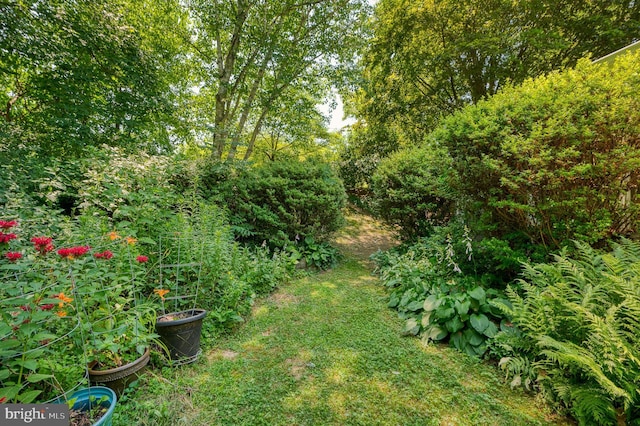 view of yard