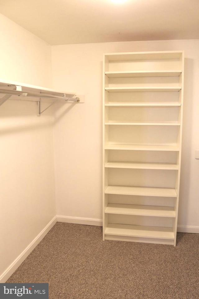 spacious closet featuring carpet flooring