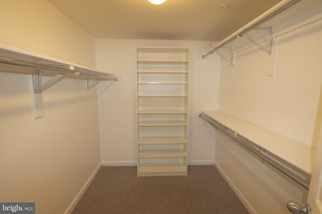 walk in closet featuring dark carpet