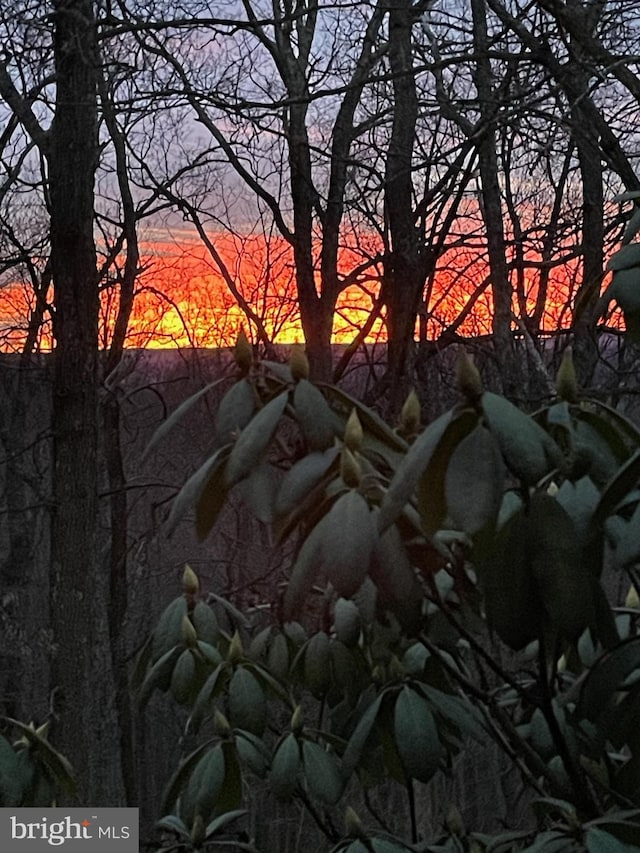 view of nature at dusk