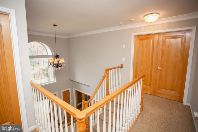 hall with a chandelier, carpet, and crown molding