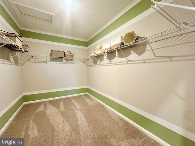 spacious closet featuring carpet flooring