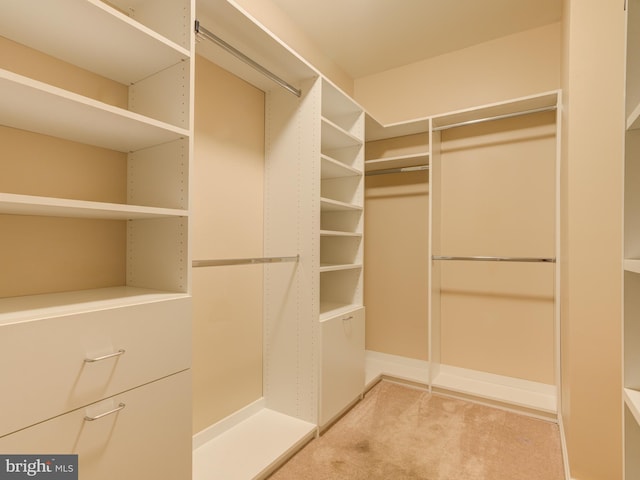 spacious closet featuring carpet flooring