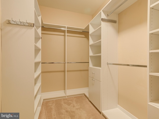 spacious closet featuring carpet flooring