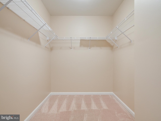 spacious closet featuring carpet floors