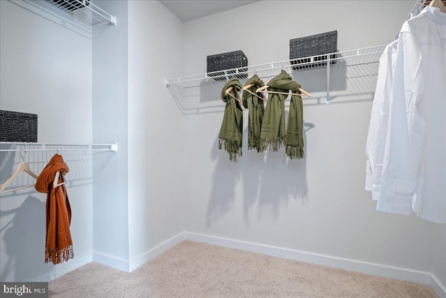 walk in closet with carpet flooring