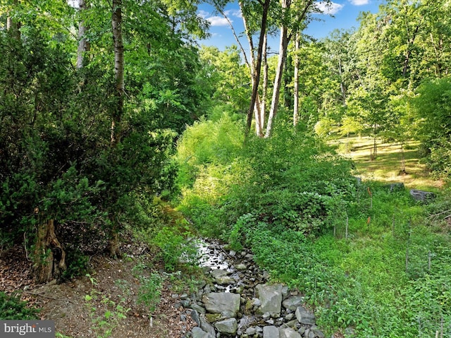 view of local wilderness