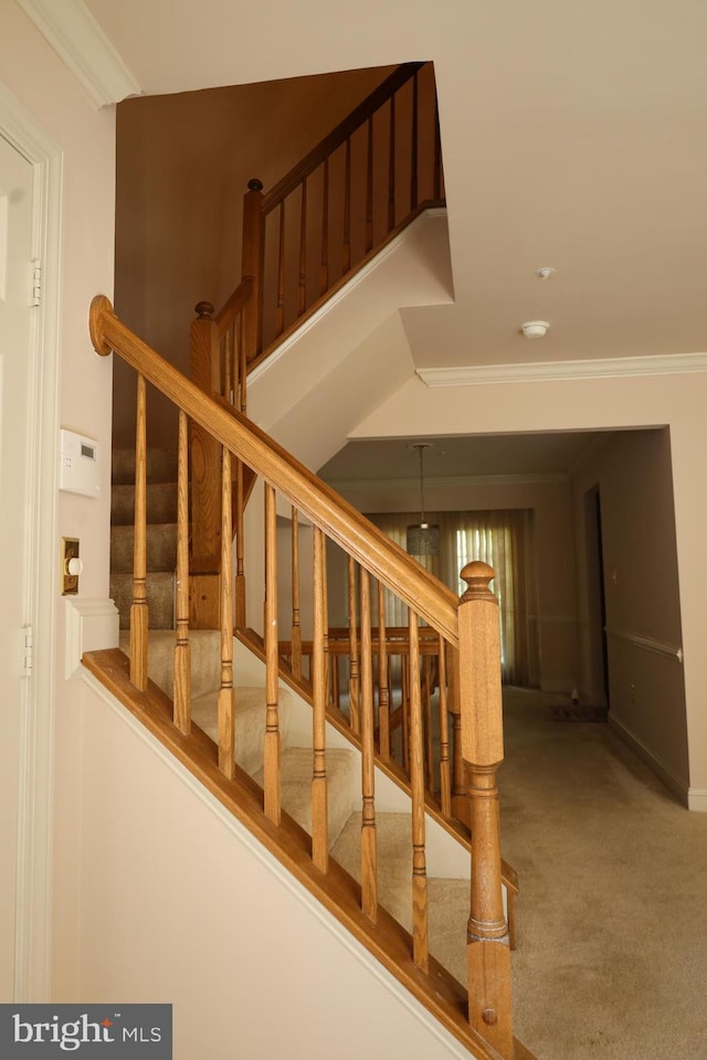 staircase with crown molding and carpet