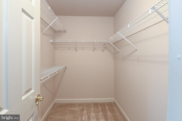 spacious closet featuring carpet floors