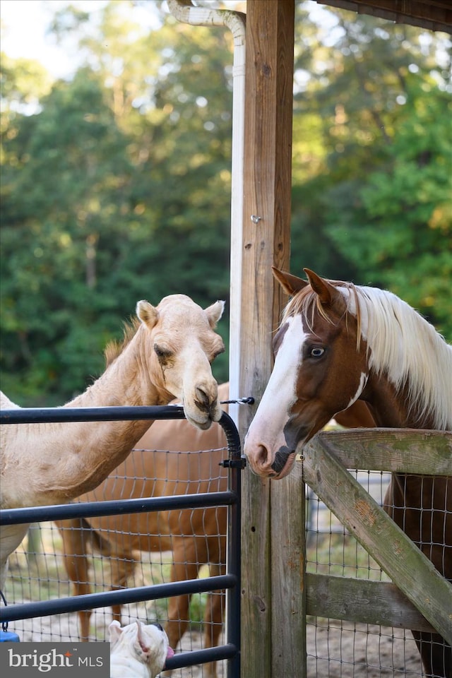 view of horse barn