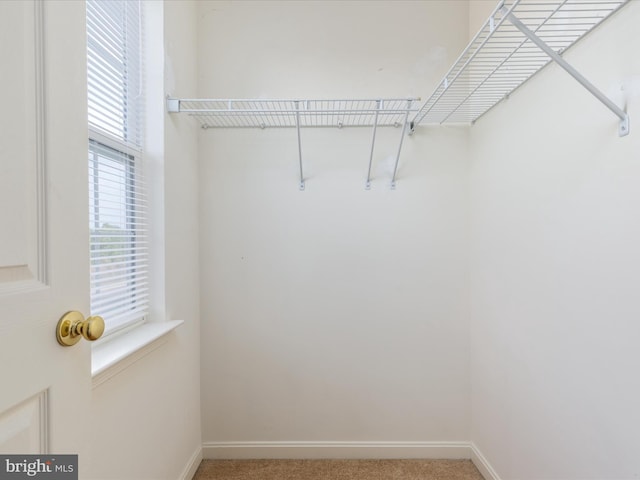 walk in closet featuring carpet floors