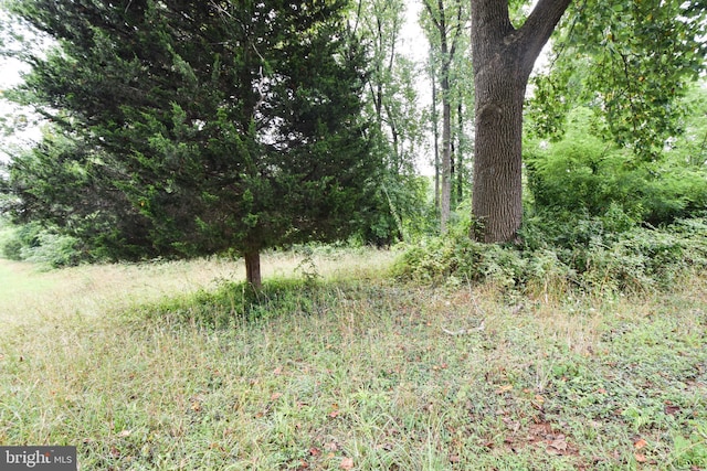 view of local wilderness