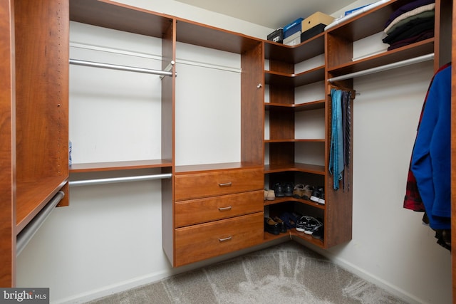 spacious closet featuring carpet