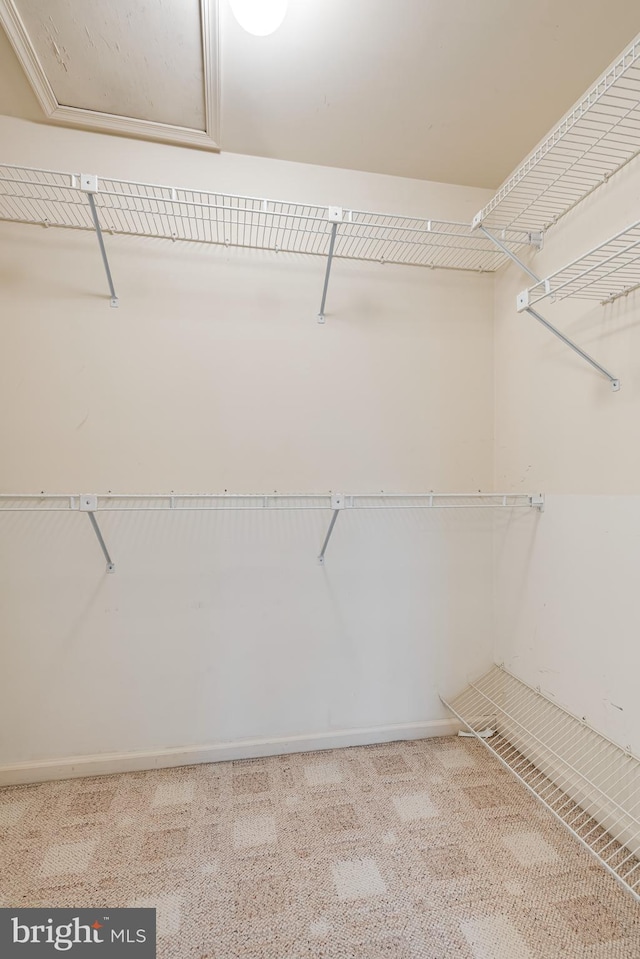 spacious closet featuring carpet floors