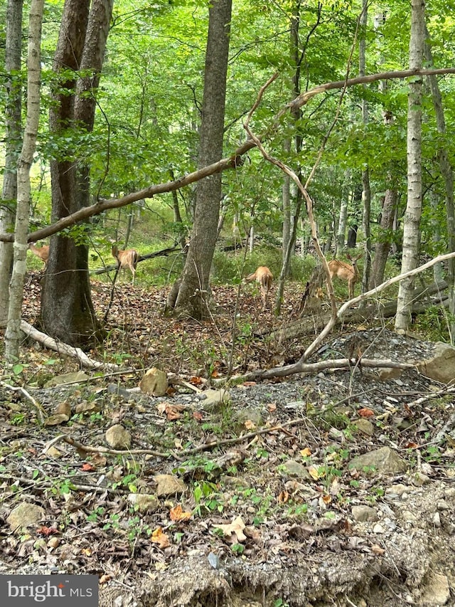 LOT7 Foxes Hollow Rd, Romney WV, 26757 land for sale