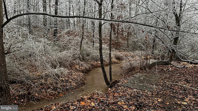 view of local wilderness