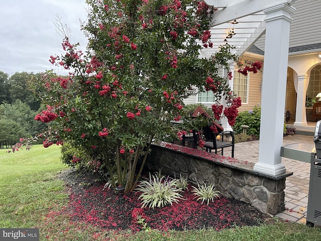 view of yard featuring a patio area