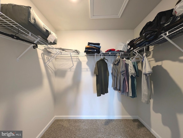 walk in closet featuring carpet