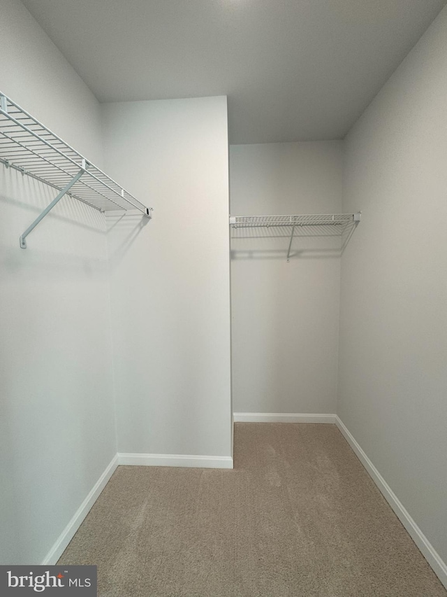 spacious closet featuring carpet