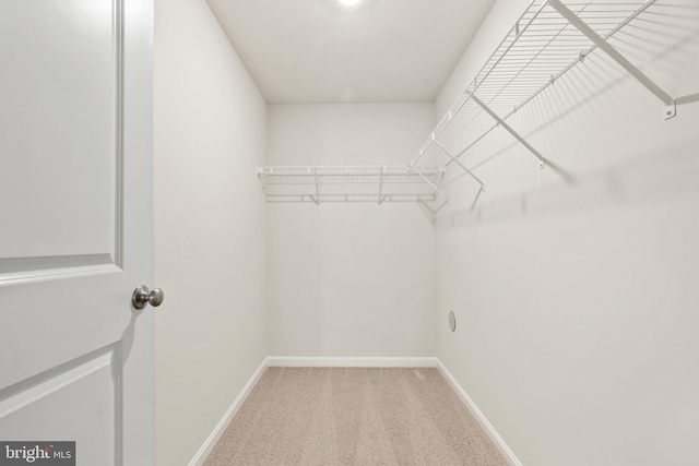 spacious closet featuring carpet