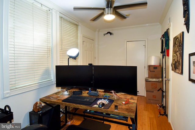 home office with ceiling fan, light hardwood / wood-style flooring, and crown molding