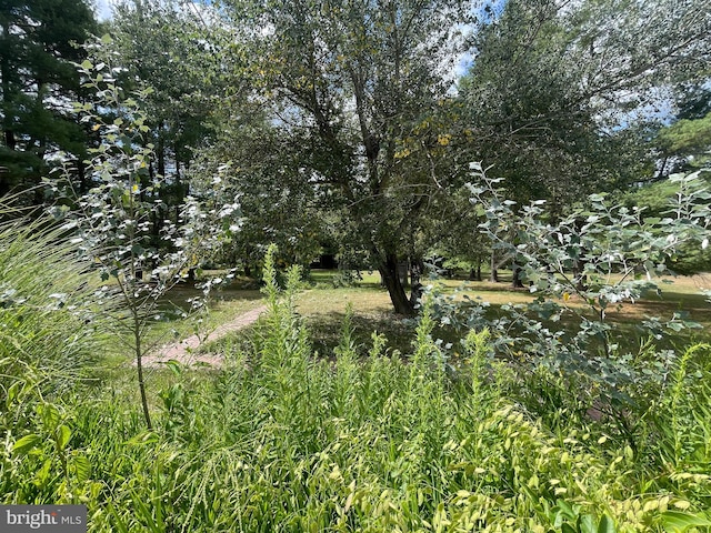 view of local wilderness with a water view