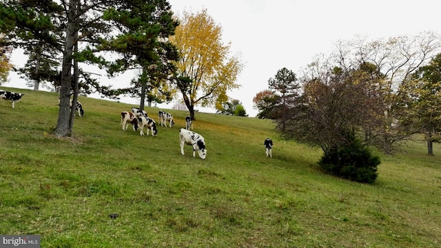 view of property's community featuring a lawn and a rural view