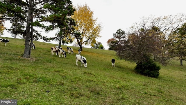 surrounding community featuring a yard and a rural view