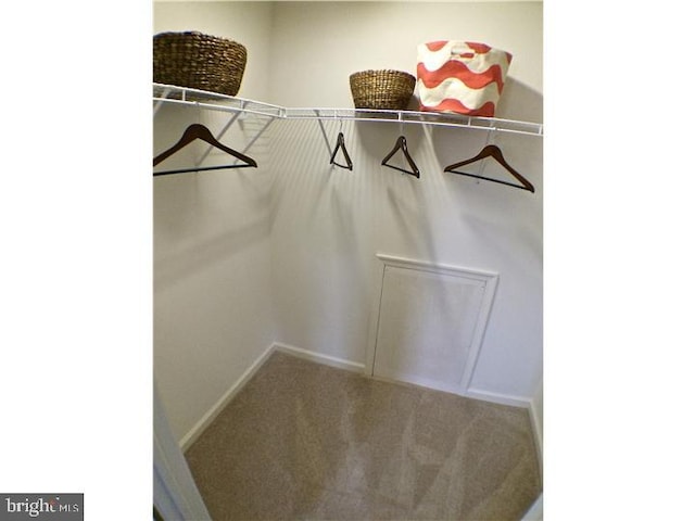 walk in closet featuring carpet floors