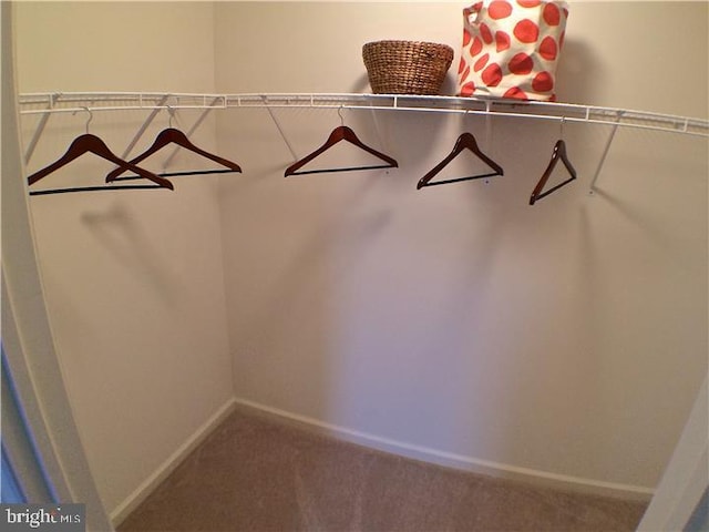 spacious closet featuring carpet floors