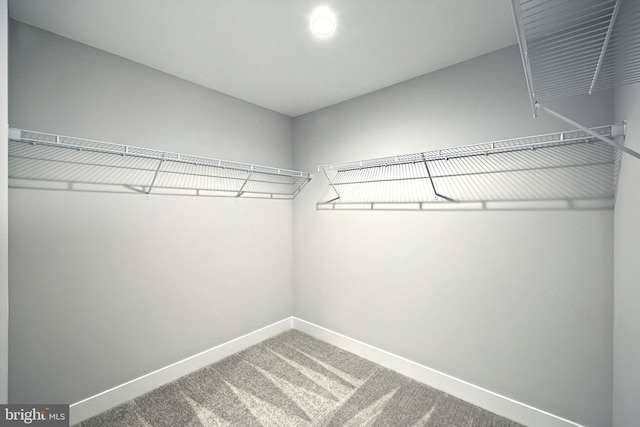 walk in closet with carpet floors