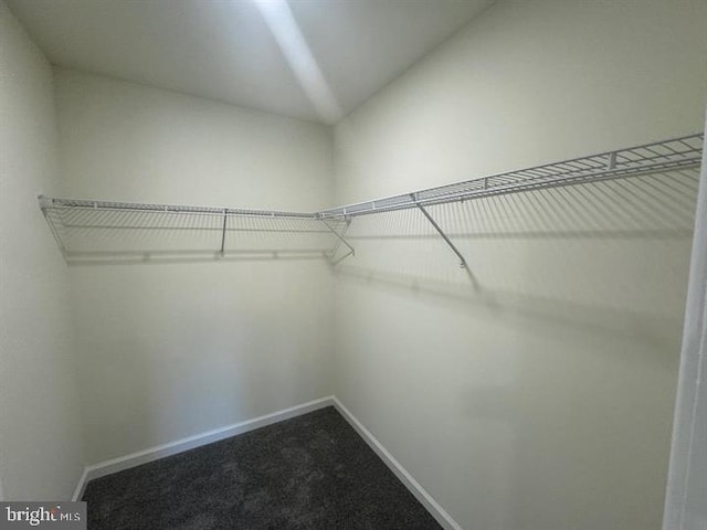 spacious closet featuring carpet flooring