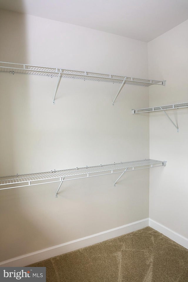 spacious closet featuring carpet flooring