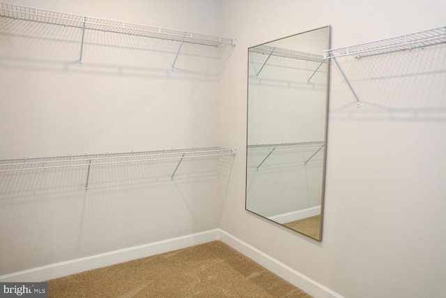 spacious closet with carpet