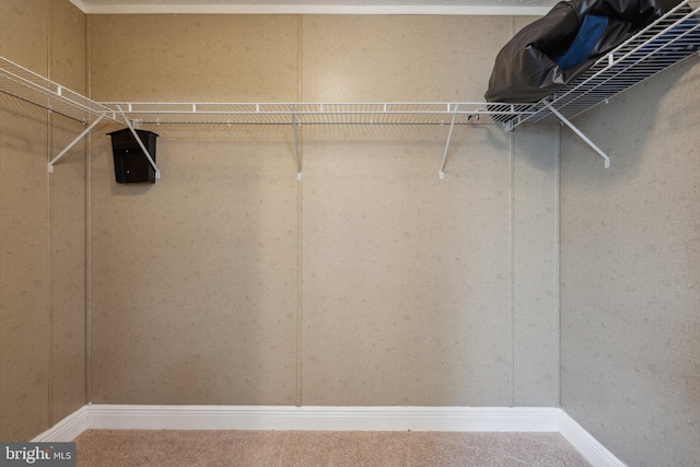 walk in closet with carpet