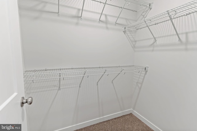 walk in closet with carpet floors