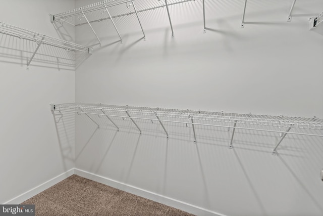 walk in closet with carpet flooring