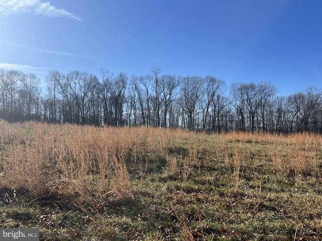 view of local wilderness