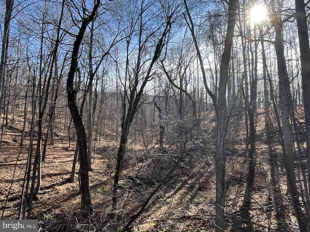 view of local wilderness