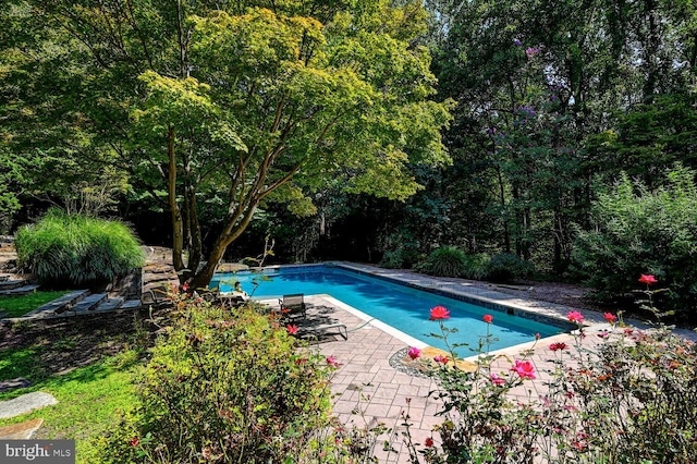 view of swimming pool with a patio