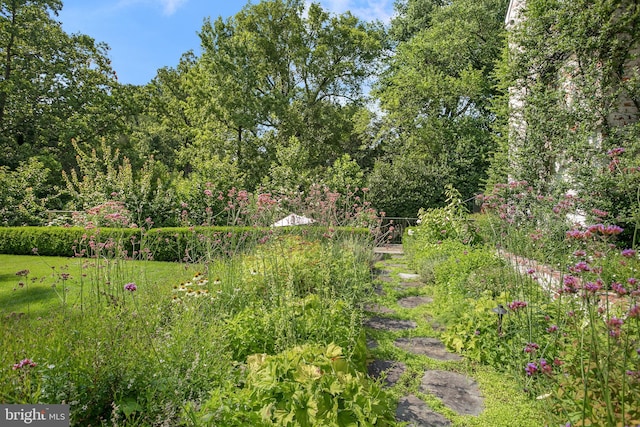 view of yard