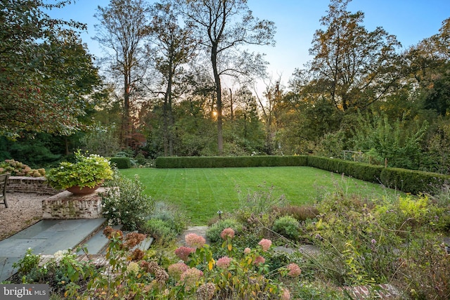 view of yard with a patio