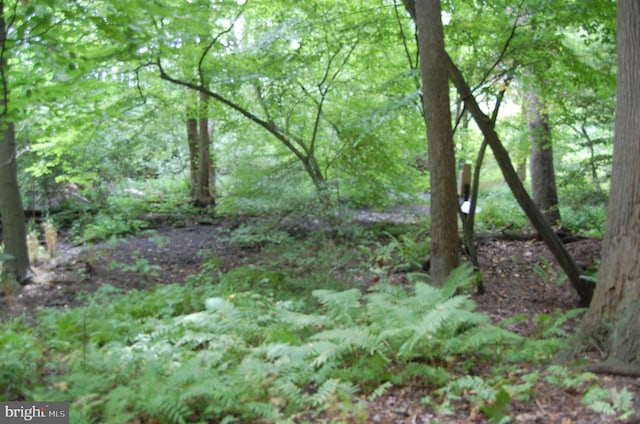 view of local wilderness