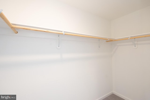 walk in closet featuring carpet flooring