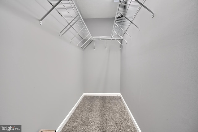 walk in closet featuring carpet