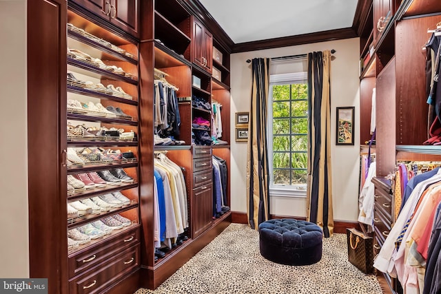 walk in closet with dark hardwood / wood-style flooring